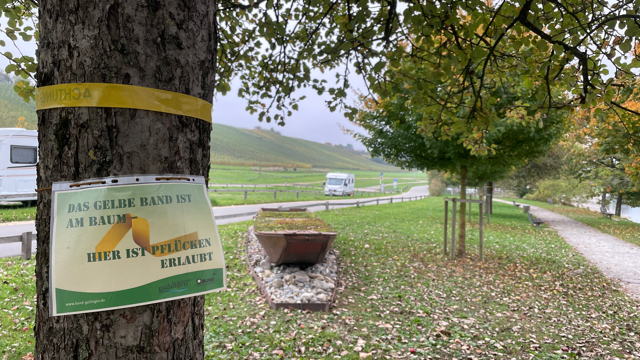 Bild eines Obstbaums im Rheinuferpark Gailingen mit einem gelben Band und einer Erklärtafel am Stamm